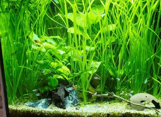 Aquarium 3 Mois apréswebp